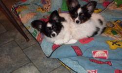 9 week old pure bred papillon puppies. Parents are 6 and 8 lbs,and can be seen. 2 females, 1 male. Wormed, vet checked and first shots. Their ears are already up. Very playfull active puppies. Will not hold with out non refundable deposit. Email or call