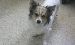 Papillon - Skeeter - Small - Young - Male - Dog
Skeeter is a papillon mix, He is brand new to our shelter so we are still getting to know this little guy. He will be neutered and UTD on shot when he gets adopted. He seems very sweet, alittle skiddish but