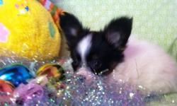 Sweetie will be a tiny black and white Papillon. She will range in the 5-6lbs
Will be fluffy and vet checked.
Shots and wormings.
Health guarantee,
Will have food, toys, and lots more to go home with.
585-928-1171
