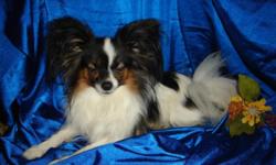 Beautiful little baby girl born from tiny AKC Papillon parents.
Sire is just 3 lbs. Mommy is 6 lbs.
Appears black and white but could turn Tri (tan highlights)
Will be small with a beautiful coat and ear fringe.
Will be seen by a real vet for her shots