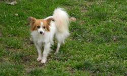 Papillon - Trudy ~needs Love And Understanding~ - Small - Adult
Trudy is a puppy mill rescue. She is 7 years old and is a little shy but very sweet. Her tongue hangs out the side of her mouth because of her missing teeth from producing litter after litter