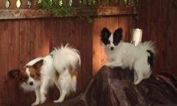 I have other buyers I ' m meeting, if you are intrested in a papillon , please call 516 395 7201-24 hrs. please leave contact # & best time to return your call. Papillions come with shots, vet chk, One week home trial health guarantee