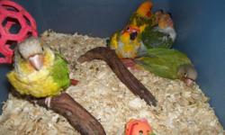 Parakeet (Other) - Parakeets - Small - Young - Female - Bird
Lovely parakeets for adoption, beautiful to look at and wonderful cheerful pets. Contact us at [email removed]
CHARACTERISTICS:
Breed: Parakeet (Other)
Size: Small
Petfinder ID: 30772701
