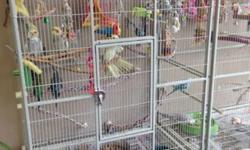 All birds are sold in pairs and are under 4 yrs old. I have them all in a huge flight cage and are all very healthy. I also have 3 large cages for sale. I will have pictures of birds and cages in a few days.
Parakeets-$30 a pair (assorted colors)