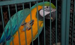 Lovemyparrots avian rescue is now taking applications for parrot adoptions