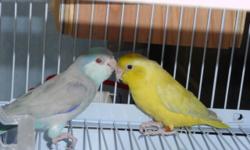 I have 10 pairs of parrot lets for sale they are breeding pairs some yellow, blues, green please call me at 6313326583