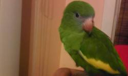 Blue Female
Video: They are the bird you will exactly get.
http://www.youtube.com/watch?v=vDpoTxeDXYs
Owner Breeder.
Parrotlet for sale;
Hand fed, tamed;
Close banded;
Video: They are the bird you will exactly get.