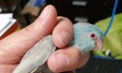 A.J AVIARY
Hi, I have almost ready to breed single Parrotlet's, Double & Triple Splits. Most are High end Splits So jump on it before some one else does.
Take advantage and buy as a gift, breeding hobby or sell the baby's & make some Money for