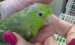 mated pair of parrotlets proven breeders green female and powder american blue male just about 1 yr old pretty tame, $200.00 for the pair