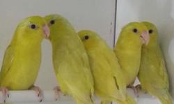We are having a sale on all parrotlets this holiday season. Will make great gifts and pet birds.
Green 60
Yellow or blues 80
Whites 90
Dilute turquiose 120
Pastels 120
