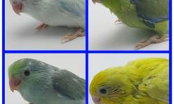 PARROTLETS GALORE!!! ALL COLORS, SUPER SWEET, MANY AVAILABLE!!!
CALL 917-406-8676 FOR MORE INFO
VISIT WWW.PARROTLETAVIARY.COM
OVER A DECADE OF EXPERIENCE IN RASING THE FINEST QUALITY PARROTLETS AROUND. ALL MY BIRDS COME WITH A HATCH CERTIFICATE, HEALTH