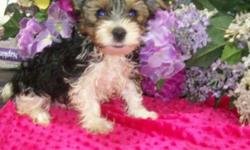 Beautiful fluffy tri-colored parti Yorkie male, ready now! He comes with his first puppy shot, vet check, tail docked, dewormed, health guarantee, & sample food for $950. Both parents are our personal pets & here for you to meet. Mom is a short legged