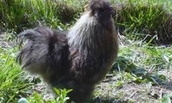 Quality partridge silkie roos last years hatch. $20.00 ea. also a few select hens 50.00 ea. these are excellent quality birds. Serious inquires only please.