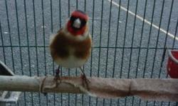 Parva goldfinch. 80.00 brimstone canary 90.00