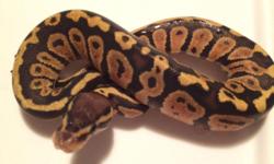 I have all types of ball pythons for sale. From hatchlings to adults. Let me know what your looking for
0.1 pastel
1.0 pastel
0.1 mojave
0.1 lesser
0.2 lesser-pastel
1.0 Woma
2.2 normals
0.4 normal proven breeders
1.0 enchi proven breeder