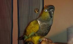 hi i have a Patagonian Conure thats is 7/8 months - Weaned - Trained - Already Talks and ready for a new home waiting for a famiy. if your interested call me or email me asap.thank you.