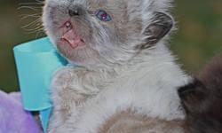Himalayan Persian kittens, purebred: "Patty-cake", handsome Blue-eyed Seal-point doll-faced male (born 9/24, ready after 11/18). Gentle, affectionate, and out-going, and expected to reach 7-8 lbs at the most; dog-friendly. His eyes will remain Blue.
Vet
