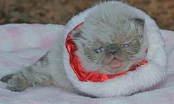 Himalayan Persian kittens, purebred: "Patty-cake", pretty Blue-eyed Seal-point female (born 10/31, ready after 12/26). Gentle, affectionate, and out-going, and expected to reach 7 lbs at the most; dog-friendly. Her eyes will remain Blue.
Vet checked; to