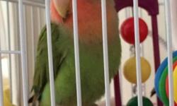 I have peach faced Love Bird with green body. the bird is around six to seven month old. Gender is unknown. No shipping. Cage not included. If you are interested, please email me.