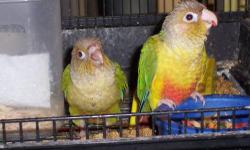 I have a Peach Front Conure that does talk, and a Pineapple Green
Cheek Conure. Both friendly but NOT handtame. Both conures come
with their own cages. Healthy and disease free birds. I am sure with
some time and tender coaching both could be handled. I