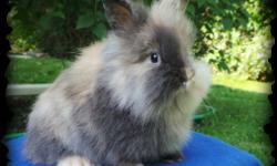 I have a few baby lionheads that will be 8 weeks old and ready to go on June 24th.They are all does. Please email me for more info.