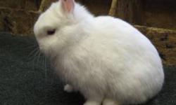 This little guy is available as a pet and/or a wonderful 4-H rabbit. He is used to handling and lots of attention. Please inquire if interested.
