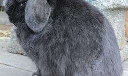 6 month old Holland Lop rabbit; solid black buck;
Full pedigree;
Used to handling and attention. great for someone in 4-H or familiar with rabbits!