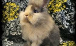 I have 8 purebred lionhead babies that will be 8 weeks old, and ready to go on June 9, 2013. All of the babies are either harlequins or magpies and are all double mane. I am taking deposits now!! Please see my website for more pictures and info