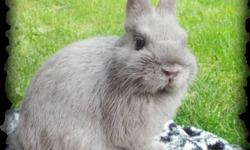 I have one Netherland Dwarf Buck left, that was born on 7/6/13. I also have one harlequin Lionhead buck that is available, born on 4/14/13. Please see my website for more information http://kellyskrittersrabbitry.weebly.com/for-sale.html