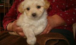 Pups born early January, taking deposits now, will be ready for new homes shortly. Only one still available -- cream male with gold highlights. Small, sweet, very cute. Family raised and socialized -- Playful but calm, not nervous or shy, loves to cuddle.