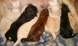 Peekapoo puppies, born 1/6/2013, will start receiving visitors at two weeks, January 20. Will be ready for their forever homes at 8 weeks. We are taking deposits now.
Peekapoos are one of the original hybrids, or designer mixes, going back to the 1950s.