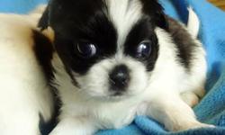 We are taking deposits on our litter of Pek-A-Tzu puppies. They are priced at $325. Mom is a pure bred Shih Tzu and Dad a pure bred Pekingese. They are family pets that have one litter a year. 2 females and 4 males available at the time of this ad. The