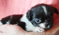 We have a litter of all female Pek-A-Tzu puppies that we are taking deposits on. They are priced at $325 and we will hold a puppy of your choice with a $25 deposit. They have a full vet check up and first set of shots scheduled for the end of this month.