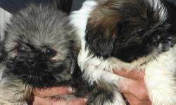 These beautiful Peke-A-Tzu puppies are looking for their new loving homes. There are 2 males and 2 females. First picture is of the two males then individual males. Next pictures are of the two females followed by their individual pictures. The puppies