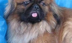 Pekingese - Anderson, Gorham - Small - Young - Male - Dog
Anderson was born September 20, 2009 and weighs about 12 lbs. Anderson has been living in a cage in a breeding facility doing his part to help create puppies year after year to line the shelves in