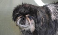 Pekingese - Lilo - Small - Adult - Female - Dog
Lilo is a female (probably spayed) Pekingese who arrived on November 1, 2012 in poor condition. We believe she's ~7 years old and when she came in she was covered with mats and fleas. We have been able to