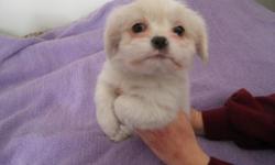 1 male pekingese mix puppy. He has had first set of shots and been dewormed. Born Nov 23rd. Ready now. Call 315-412-9069