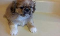 I have an adorable Pekingese Puppy for sale. She is pure bred. She weighs about 5lbs now and should be about 11lbs fully grown. The parents belong to my family. We are looking for loving responsible owners to care for this little cutie. She is very