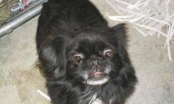 Pekingese - Stitch - Small - Adult - Male - Dog
Stitch is a neutered male Pekingese mix ~2-5 years of age. He arrived on November 5, 2012 with his housemate, Lilo. These two were in rough shape - very matted and loaded with fleas. Both issues have been
