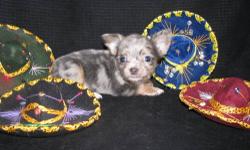 *Pending Deposit* "Thor" was born August 19, 2012. He is a gorgeous boy, blue merle chihuahua with tan markings. He is wonderful cuddly puppy.
Dad is white with blue-fawn spots and AKC GCH sired, mom is an AKC longhaired chocolate merle (pictured together