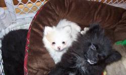 I have a beautiful tiny white with a little cream male pomeranian puppy. He is ready to go to his forever home. He should be aprox. 4# as an adult and have a beautiful coat! He has been wormed, both parents are akc registered and are my pets. Pup is not