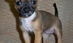 Hi, this is Penelope and she is a tiny little purebred Chihuahua puppy. She was born on 3/20 and she can go to her forever home on 5/15. She was the runt of the litter. When she was born, she was very dark, almost black, with a white streak on her head.