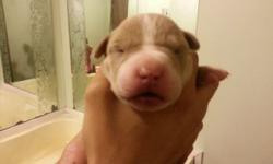 Purebred Blue Nose pitbull puppies will be ready just in time for Valentine's day! We have 5 female and 4 males. One of the pups is albino female. She is 500.00. We have fawn and white and blue and white, male and females. One all fawn male and one all