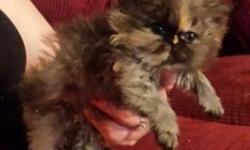 Torte persian, this adorable kitten will be available in a few weeks. She has been raised with children and large dogs. She will be vet checked and vaccinated. CFA papers are available upon request.