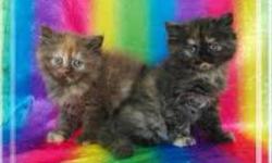 8 weeks old males and females available. Shots and vet check
This ad was posted with the eBay Classifieds mobile app.