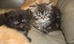 Himalayan and Persian Kittens are here! I have three purebred persians born on 5/11/13 that will be ready to leave their momma on 7/6/13 after being vet checked and vaccinated. I have a pure red persian, a pure black persian and a black tabby persian. All