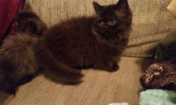 Beautiful persian and himalayan kittens. CFA registered and current on vaccinations. Will deliver to some areas on Sept 1st.
Tortie himalayan, tortoiseshell persian, flame point female and black persian.