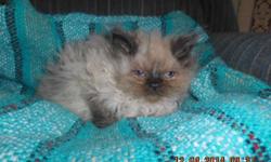 beautiful kittens just in time for christmas. mom is tabby persian and dad is chocolate himalayan,.
they just come back from the vets and have shots,wormed,flea treatment.
there hairy little puff balls.
there is 3 boys and 2 females.
2 female blue (gray)