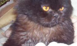 I am re-homing my persian cat oreo . Im moving and i cant take him with me. He is the sweetest cat anyone could ever have! Hes great with kids, dogs, and other cats. All he wants is to cuddle and be combed also. Hes 1 year 3 months, utd on shots and also