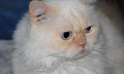 Persian - Chucky - Large - Adult - Male - Cat
I am Chucky - a very handsome, large, affectionate, male Persian. I was born in 2002 and for all my life I had a wonderful loving home. Sadly my special person had to move to a nursing home and so we now have